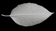 © arsyi_06 - A single, translucent leaf with visible veins isolated on a black background.
