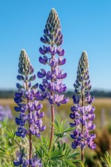 Wall Mural - Purple Flowers Field Blue Sky Background