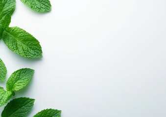 Fresh green mint leaves on a white background