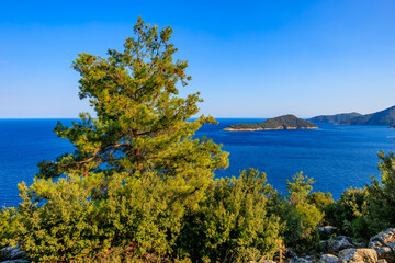 Wall Mural - A tree is growing on a hillside overlooking a body of water