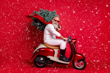 Wall Mural - Full size profile side photo of cheerful pensioner on motorcycle carry fir tree travel hurry to christmastime wear sweater pants isolated over red background