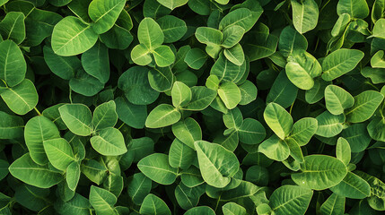 Wall Mural - aerial view of soybean field with lush green plants sustainable agriculture and crop production