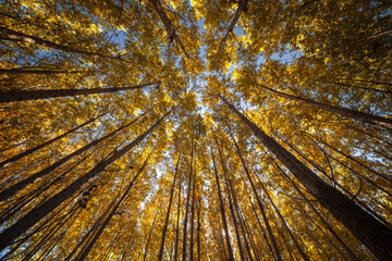 Wall Mural - The leaves in the forest turn yellow in autumn