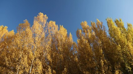 Wall Mural - The leaves in the forest turn yellow in autumn