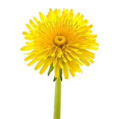 Wall Mural - Dandelion Flower isolated on white background.