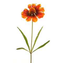 Helenium, smooth Flower isolated on white background.