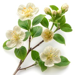 Manchineel Flower isolated on white background.close up.