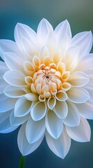 Sticker - White Dahlia Flower Close-up.