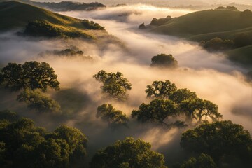 Wall Mural - A scenic valley blanketed in thick morning fog, with just the tops of trees and rolling hills visible above the mist.