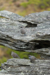 New Zealand - Quail 2