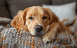 © Shalitha - Golden Retriever Puppy on Cozy Knit Blanket at Home