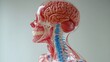 © kamonrat - Anatomical model of a human head and neck showing the brain, spine, muscles, and nerves, providing a detailed visual representation for cancer research, education, and medical reference.