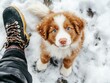 © Natalia - A puppy with blue eyes looks up at the camera. AI.