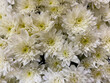 © piece_ov_art - Bunch of White chrysanthemum flowers. Lovely white chrysanthemum texture background, pattern. Bouquet of flowers close up. Flowers full background