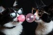 © Maxim Borbut - Featuring two adorable cats wearing sunglasses and blowing bubble gum.
