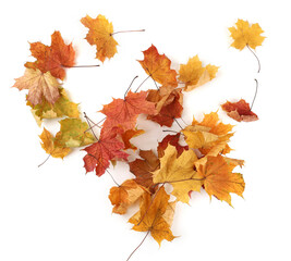 Wall Mural - Autumn leaves background with copy space. Colorful leaves on ground with empty place isolated on white background, autumn concept.