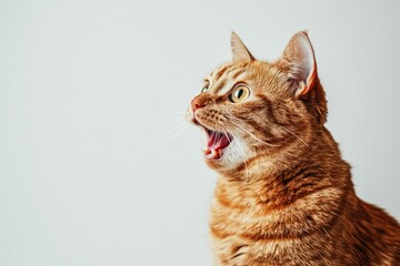 Close-Up Portrait of a Funny Ginger Cat with Surprised Expression on White Background