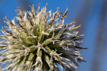 Wall Mural - In the wild, the honey plant echinops sphaerocephalus blooms