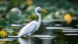 © James - Great white egret wading through lotus pond with yellow water lily flowers and green lily pads in tranquil nature scene, copy space