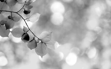  Black and White Leaves Grayscale Monochrome Background