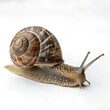 © tarakacraft - snail isolated on white