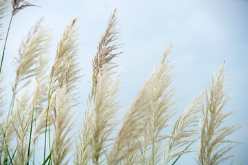 Naklejka na meble Soft Pampas Grass Against a Calm Background