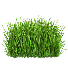 lush green grass patch growing in natural sunlight