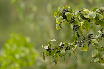 Wall Mural - Rhamnus cathartica fruit, buckthorn berries, pungent berries on the bush, black fruit in autumn, harvest time