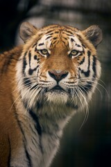 Wall Mural - Tigers, Panthera tigris, residents of the Big Cat Sanctuary, Smarden Kent