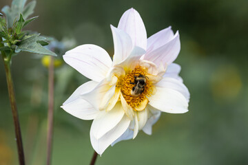 Close up of dahlia flower and bumblebee in garden