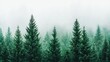 © Rachakrit - A serene view of dense, evergreen trees shrouded in fog, creating a mystical and tranquil forest atmosphere.