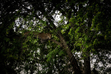 african leopard laying in a tree watching into the camera - serengeti tanzania leopard wildlife phot