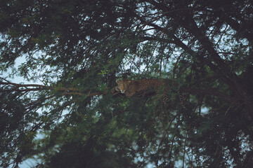 african leopard laying in a tree watching into the camera - serengeti tanzania leopard wildlife phot