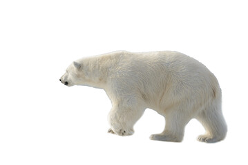 Wall Mural - standing, environment, safe, no people, svalbard, polar bear, white background, weather, warm, colla