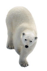 Wall Mural - standing, environment, safe, no people, svalbard, polar bear, white background, weather, warm, colla