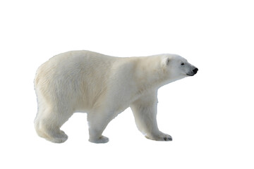 Wall Mural - standing, environment, safe, no people, svalbard, polar bear, white background, weather, warm, colla