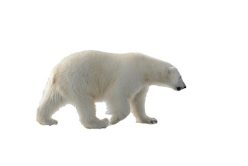 Wall Mural - standing, environment, safe, no people, svalbard, polar bear, white background, weather, warm, collage, dangerous, ursus maritimus, wild animal, isolated on white, warming, white-background, power, hu