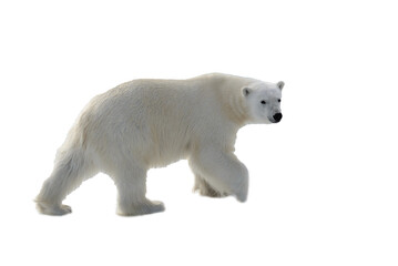 Wall Mural - standing, environment, safe, no people, svalbard, polar bear, white background, weather, warm, colla