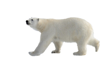 Wall Mural - standing, environment, safe, no people, svalbard, polar bear, white background, weather, warm, colla