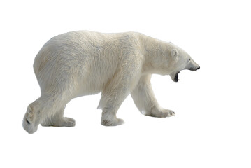 Wall Mural - standing, environment, safe, no people, svalbard, polar bear, white background, weather, warm, colla