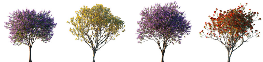 Fototapete - Jacaranda mimosifolia and Metrosideros excelsa Pohutukawa trees frontal isolated png on a transparent background cutout sunset lighting