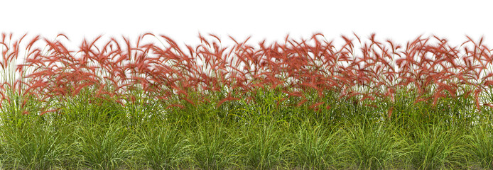 Wall Mural - red flowers feather grass fields row on transparent backgrounds render png