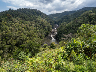 Wall Mural - Regenwald