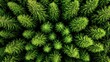 © Inlovehem - Lush green foliage from above, vibrant pine tree tops against a nature background.