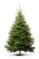 christmas tree plant pine.