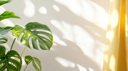 Wall Mural - a vibrant green monstera leaf casting shadow patterns on a light wall, illuminated by soft sunlight,