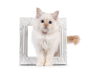 Adorable red point Sacred Birman cat kitten, standing through white pic frame. Looking curious towards camera with breed specific blue eyes. Isolated on a white background.