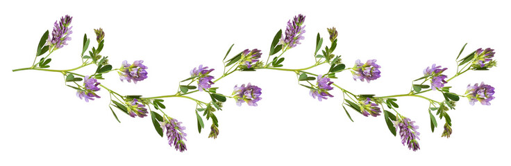 Purple flowers and green leaves of lucerne (Medicago) in a line waved arrangement isolated on white or transparent background