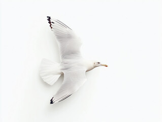 seagull soaring gracefully against white background, showcasing its elegant wings and distinctive features. This captures essence of freedom and nature beauty