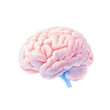 © Natthakan - A realistic illustration of a human brain highlighting its intricate structure and detail, perfect for educational and medical use. transparent background